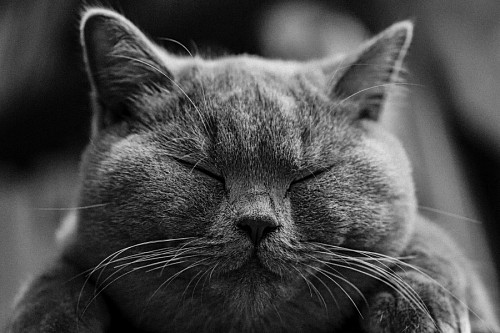 cinzento Gato fofo cinzento com os olhos fechados
