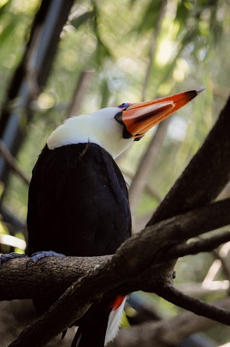 Tucano