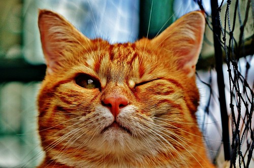 juba dourada Belo gato dourado piscando