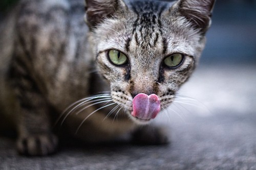 Com fome gato malhado lambendo