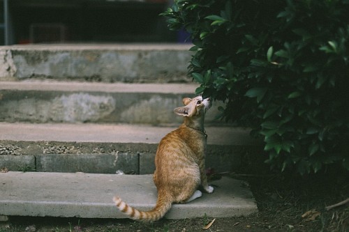 cheiro Gato tranquilo, cheirando a folhas de árvore