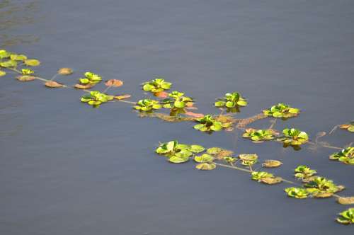 Plantas no lago