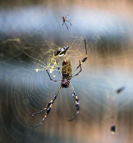 teia de aranha Aranha
