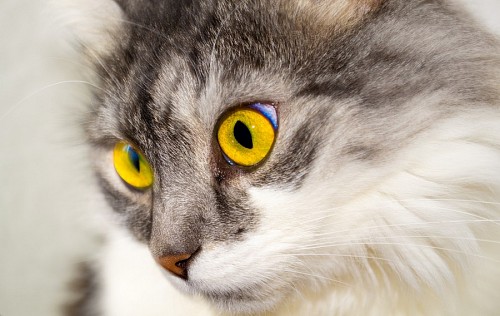 gatinho gato de bebe Olhar felino amarelo