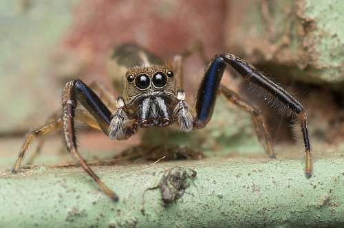 jumper Aranha