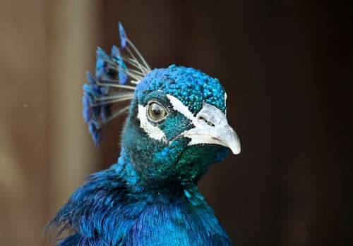 passaro exotico Pavão