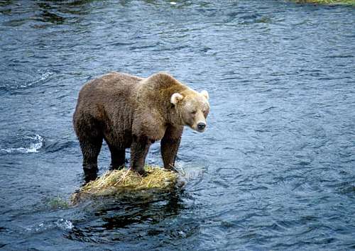 cinzento urso cinza