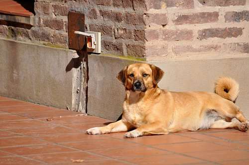 Pátio da Casa de Cachorro