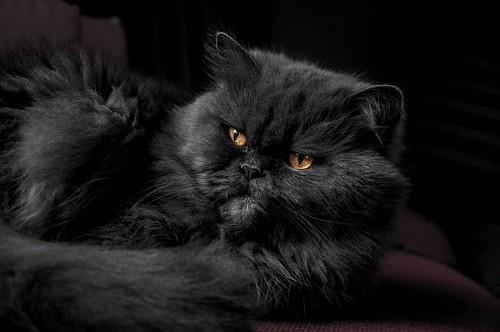 Gato preto majestoso na placa de sofá