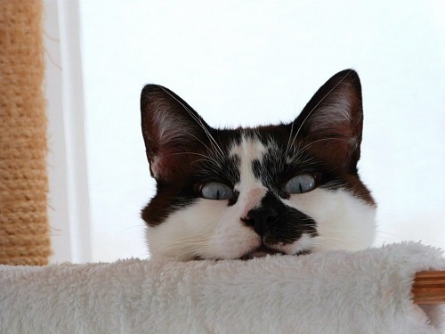 Gato preto e branco engraçado atrás do sofá