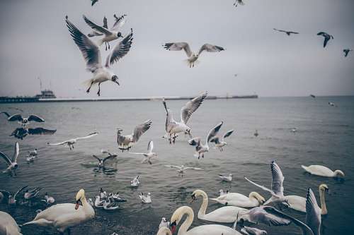 rebanho gaivotas 