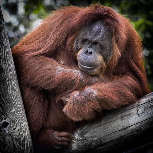 macacos orangotango