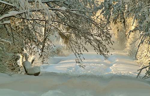 Paisagem de inverno