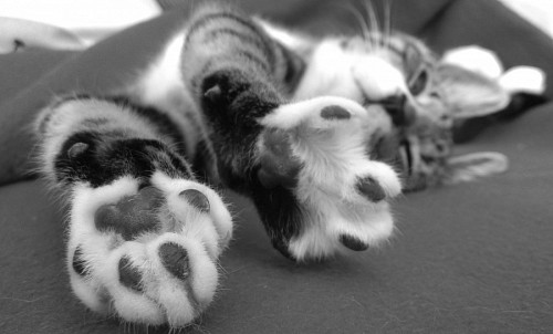 gatinho gato de bebe Patas de gato preto e branco