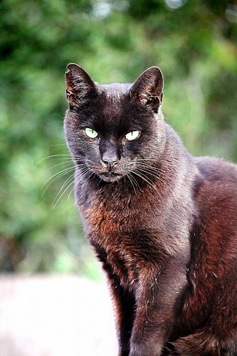 Close-up de gato preto