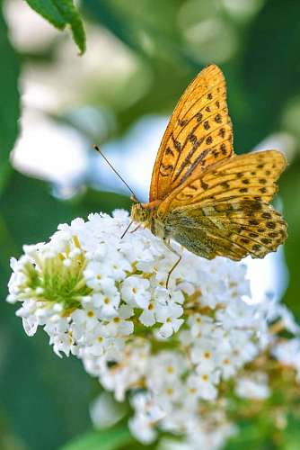 Borboleta empoleirada em uma flor branca na primavera