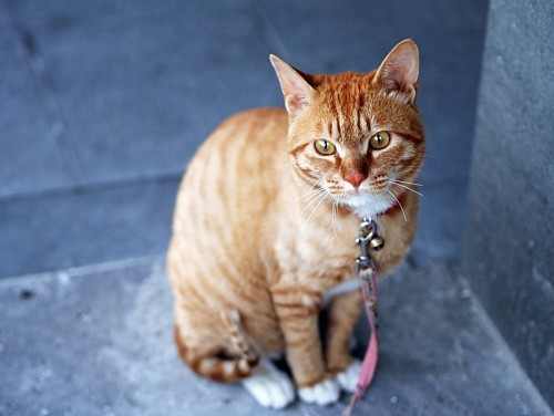 gato enrugado Esperando o passeio com seu colar rosa
