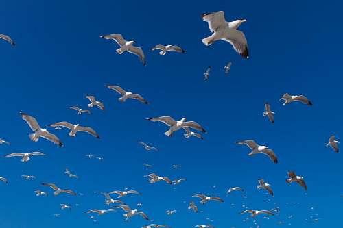 migracao gaivotas, muitos, muitos, céu, pássaro, pássaros