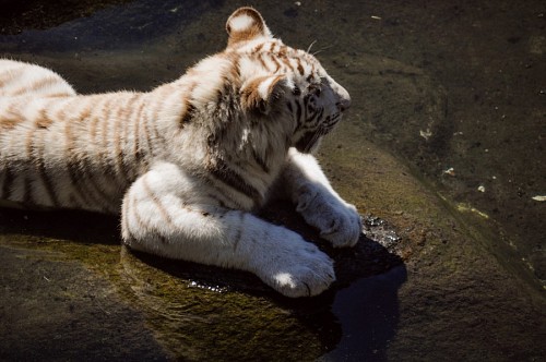 solitario Tigre de Bengala branco descansando na rocha