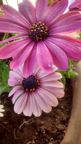 gerbera gerberas rosa