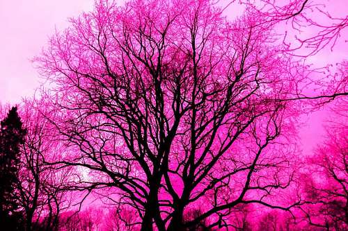 Foto da paisagem da árvore de Sakura