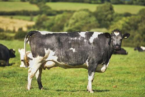 holanda Vaca Holando