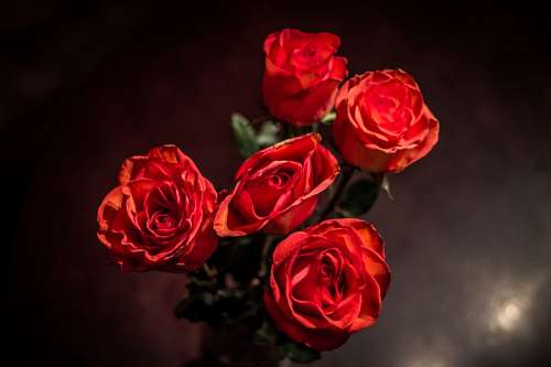 Rosas roxas