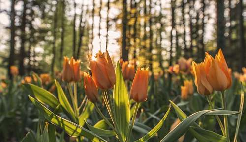 Tulipas