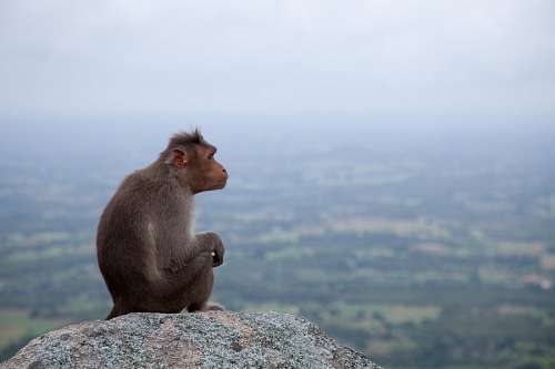 macacos Macaco sentado olhando para o horizonte