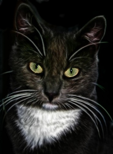 Close-up, de, gato, em, hdr
