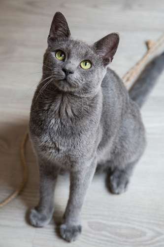 cinzento Cat