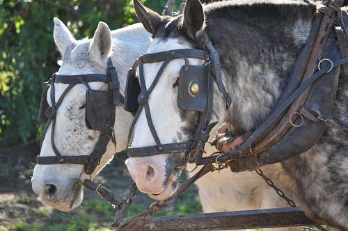 Cavalos