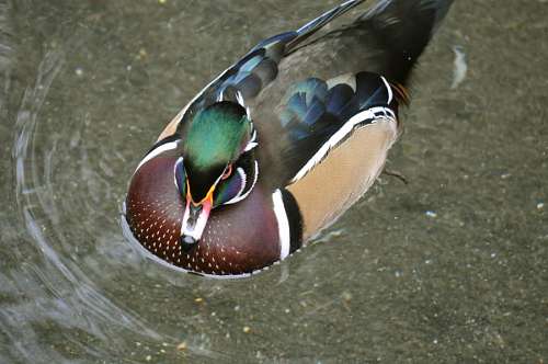 Pato na Lagoa