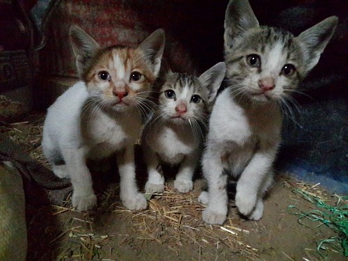 gatinho gato de bebe Gatinhos abandonados na rua
