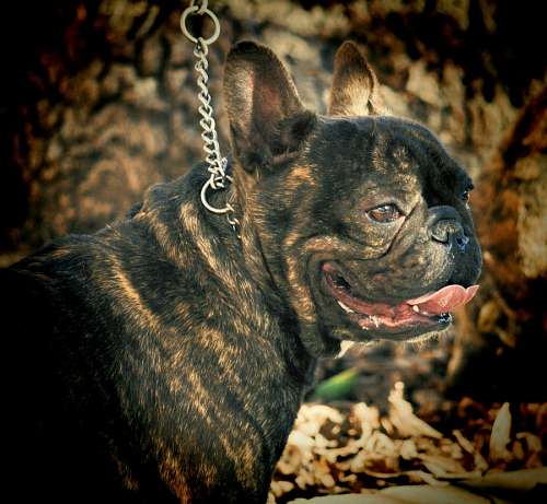 bulldog frances bulldog francez