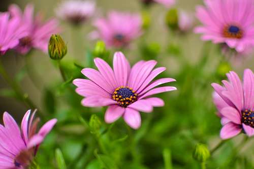 Osteospermum roxo