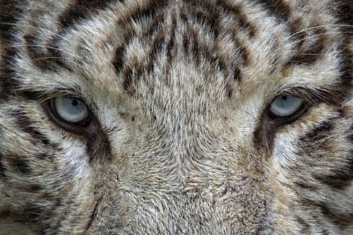 Tigre branco