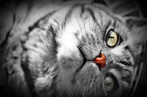 linda animais Lindo gatinho deitado em preto e branco