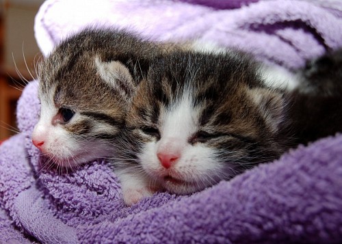 gato enrugado Adoráveis gatinhos recém-nascidos cobertos de manta violeta