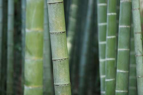 Floresta Bambu