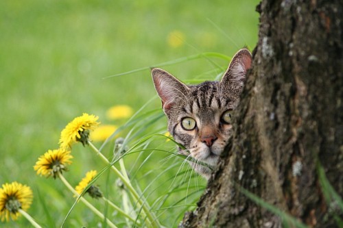 Gatinho a espreitar por detrás da árvore