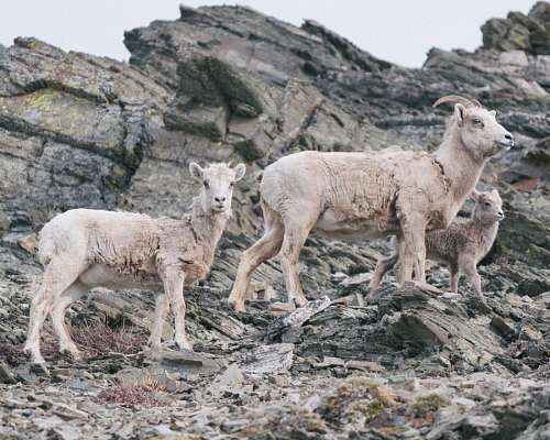 tres animais Cabras da montanha