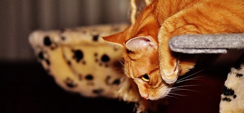 Gato brincando prestes a saltar