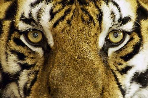Tigre