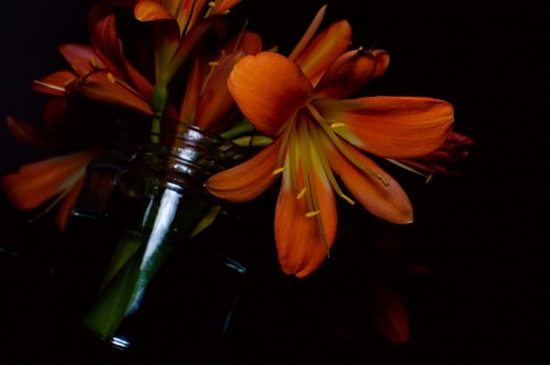 gradiente de cor Flores artificiais laranja em fundo preto