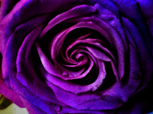 Rosa violeta