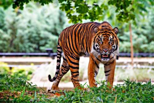 tigres Tigre