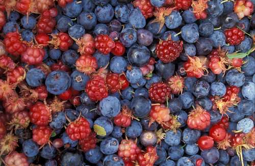 framboesa Frutas vermelhas