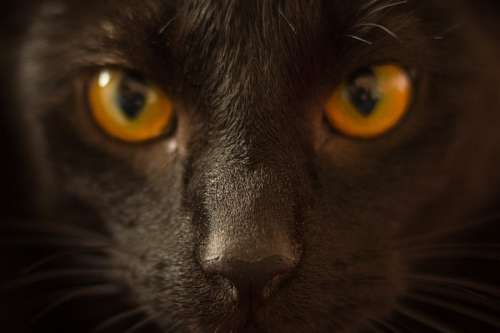 bruxaria Gato preto
