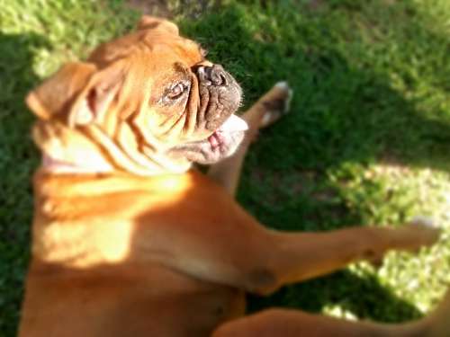 boxer 